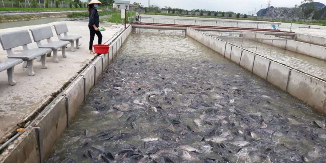 A fish Farmer Inspecting- fish