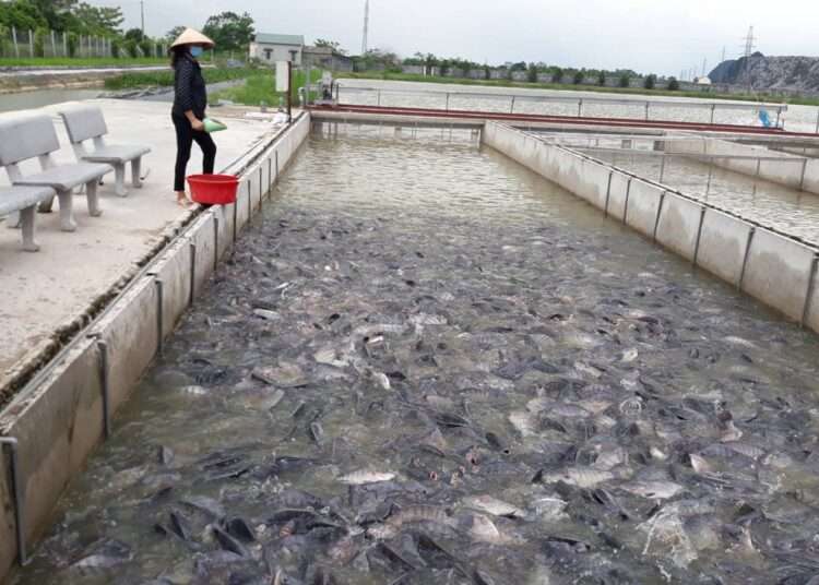 Understanding Fish Farming: A Detailed Guide by Mr. Danso 1 A fish Farmer Inspecting- fish