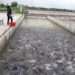 A fish Farmer Inspecting- fish