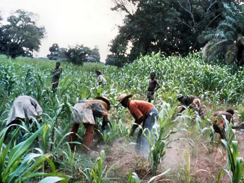 Peasant farmers at work