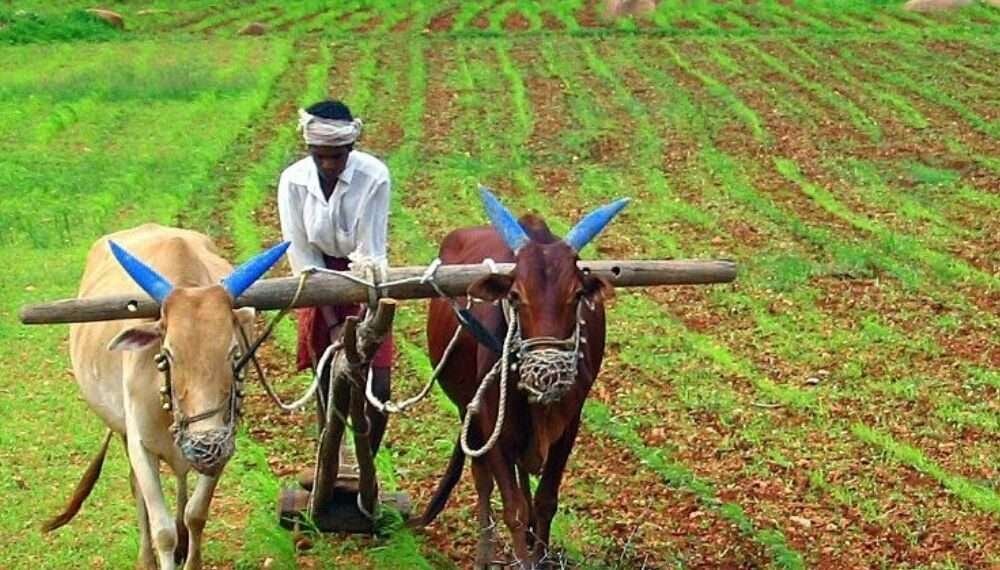 Minister Calls MSMEs to Invest in Agriculture for Economic Growth 1 Minister Calls MSMEs to Invest in Agriculture for Economic Growth