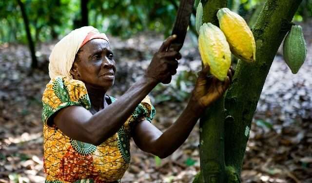 Historic 129% Cocoa Price Increase Boosts Ghanaian Farmers 1 cocoa farmer