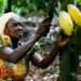 Historic 129% Cocoa Price Increase Boosts Ghanaian Farmers 12 cocoa farmer