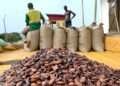 Ghana’s Cocoa Sector Roars Back with $2.47bn Export Surge