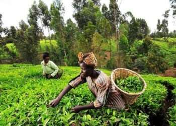 Ghana Youth Summit; Transforming Agriculture for Sustainable Growth Through Innovation