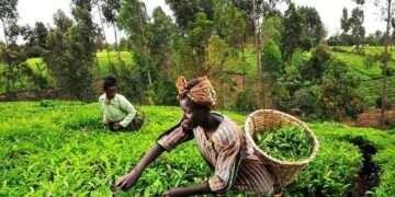Ghana’s Economic Recovery Strengthens, But Agriculture ‘Sluggishness’ Worries Analysts
