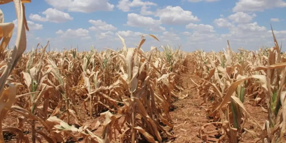 Government Intervenes as Dry Spell Threatens Ghana’s Agriculture 1 Maize drought