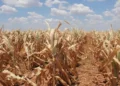 Maize drought