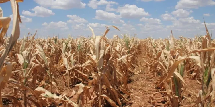 Maize drought