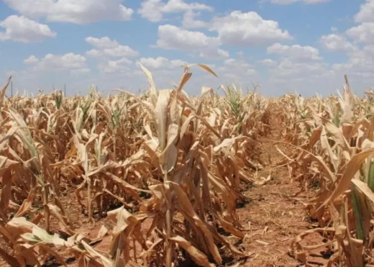 Government Intervenes as Dry Spell Threatens Ghana’s Agriculture 1 Maize drought