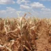 Maize drought