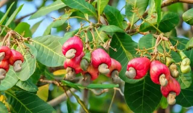 Ghana Launches $227.5 Million Tree Crop Diversification Project to Boost Agricultural Sector