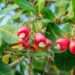 Ghana Launches $227.5 Million Tree Crop Diversification Project to Boost Agricultural Sector 11 Ghana Launches $227.5 Million Tree Crop Diversification Project to Boost Agricultural Sector