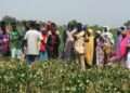 CSIR-SARI Showcases New High-Yielding Cowpea Varieties