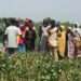 CSIR-SARI Showcases New High-Yielding Cowpea Varieties