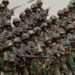 Ghana Armed Forces (GAF)