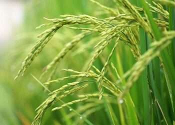 CSIR-SARI Introduces Innovative ISFM Technologies to Boost Rice Yields