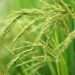 CSIR-SARI Introduces Innovative ISFM Technologies to Boost Rice Yields