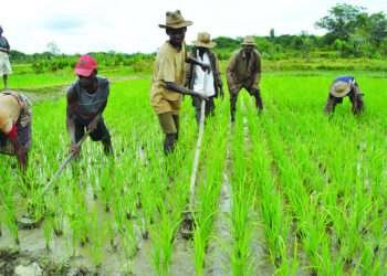 Agriculture Stakeholders Congratulate President-Elect John Dramani Mahama 1 Agriculture Stakeholders Congratulate President-Elect John Dramani Mahama
