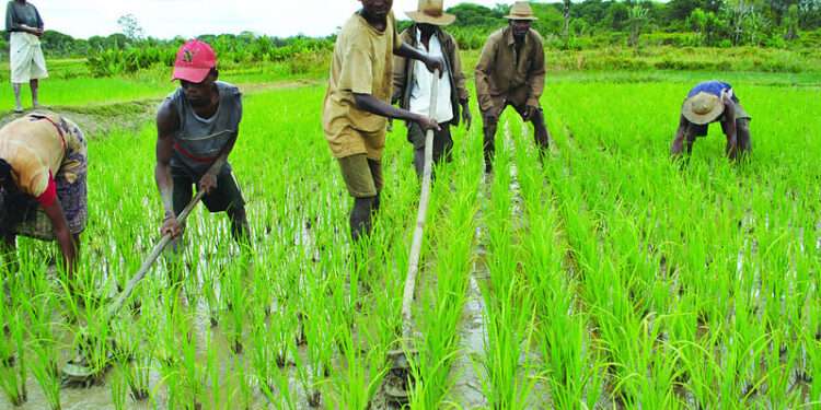 Agriculture Stakeholders Congratulate President-Elect John Dramani Mahama 1 Agriculture Stakeholders Congratulate President-Elect John Dramani Mahama