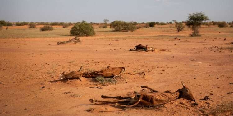Livestock in eastern Mauritania are dieing due to drought.