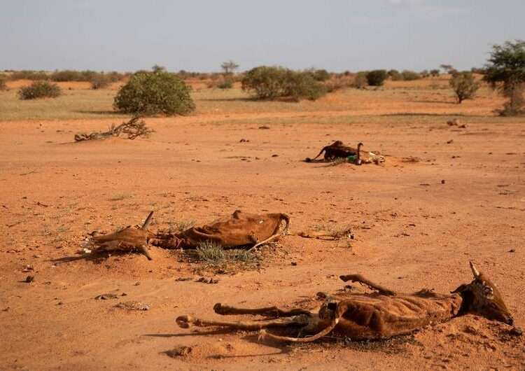 Global Drought Crisis Deepens Amidst Climate and Land Mismanagement 1 Livestock in eastern Mauritania are dieing due to drought.
