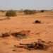 Livestock in eastern Mauritania are dieing due to drought.