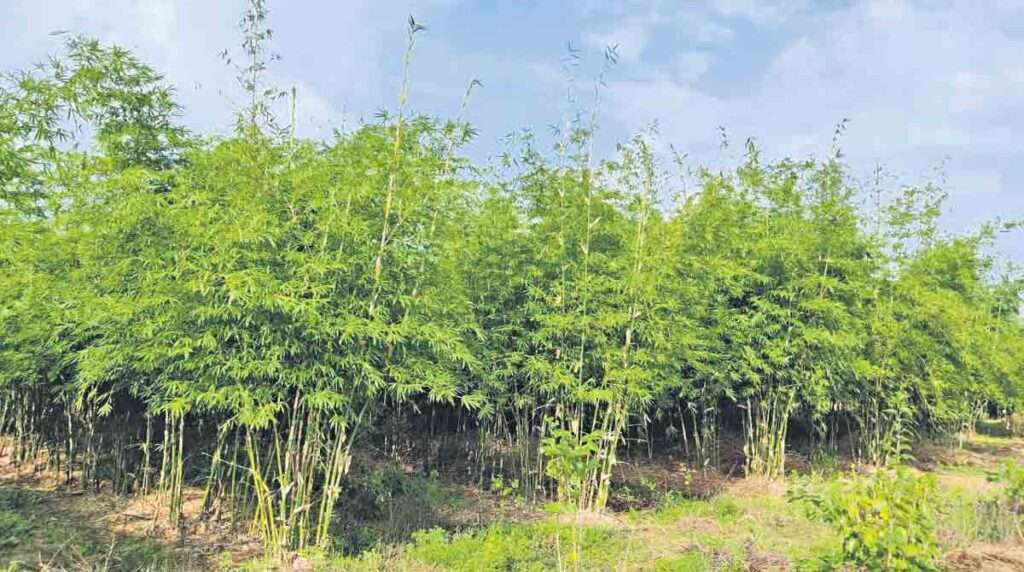 Bamboo Plantation, Bamboo Project