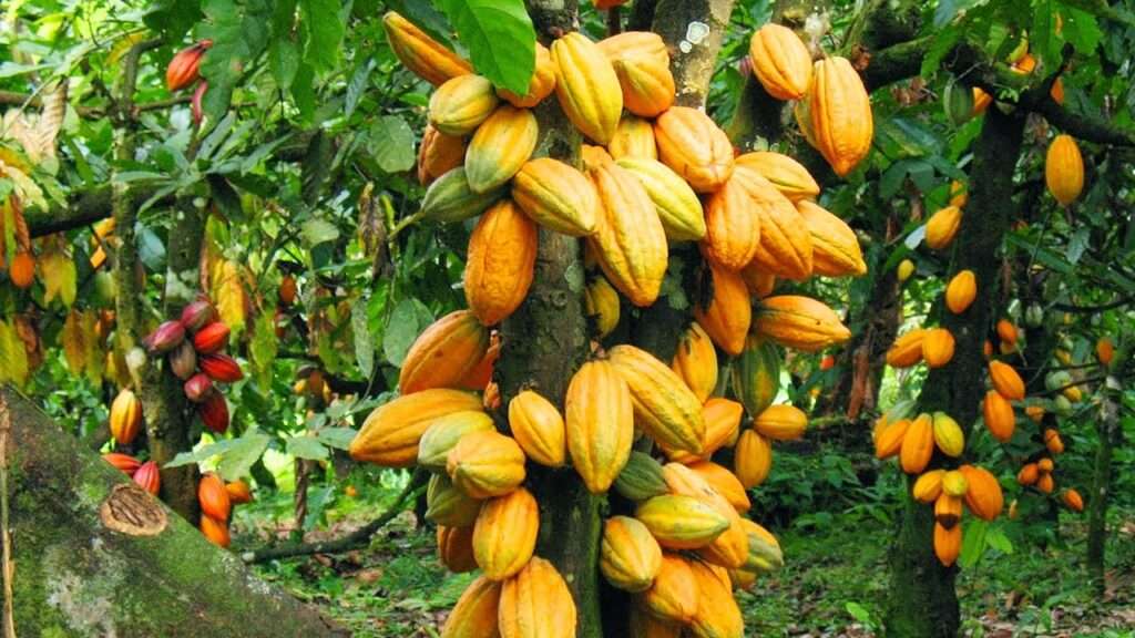 Cocoa sector farms to be included on 2025 budget