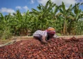 Cocoa sector Production in Ghana affected by illegal mining (galamsey)