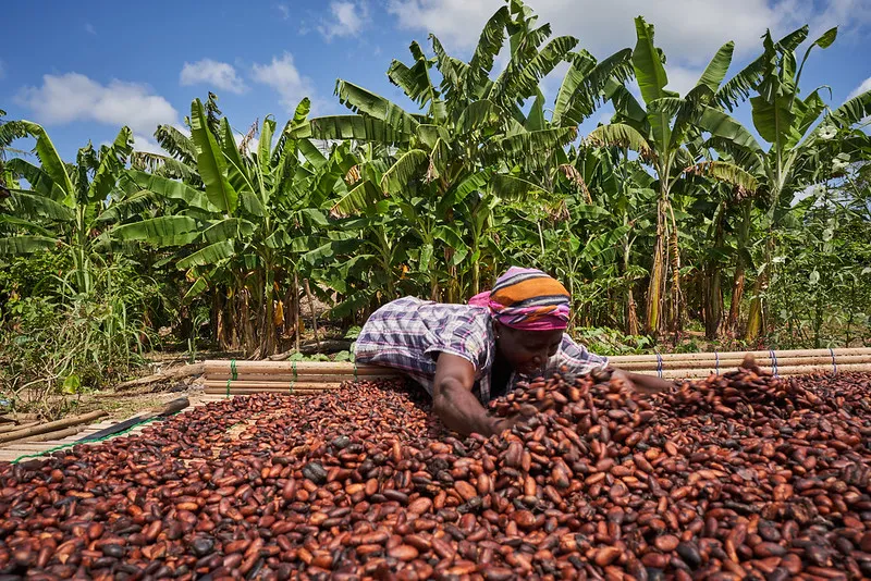 Cocoa Production in Ghana affected by illegal mining (galamsey)