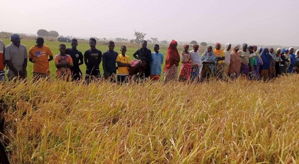 CSIR-SARI Unveils Climate-Resilient, High-Yielding Rice Varieties to Boost Ghana’s Agriculture 1 CSIR-SARI Unveils Climate-Resilient, High-Yielding Rice Varieties to Boost Ghana’s Agriculture