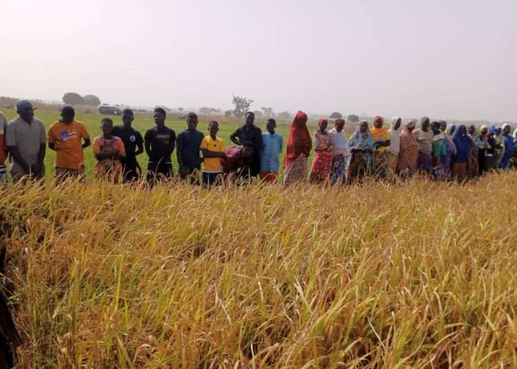 CSIR-SARI Unveils Climate-Resilient, High-Yielding Rice Varieties to Boost Ghana’s Agriculture