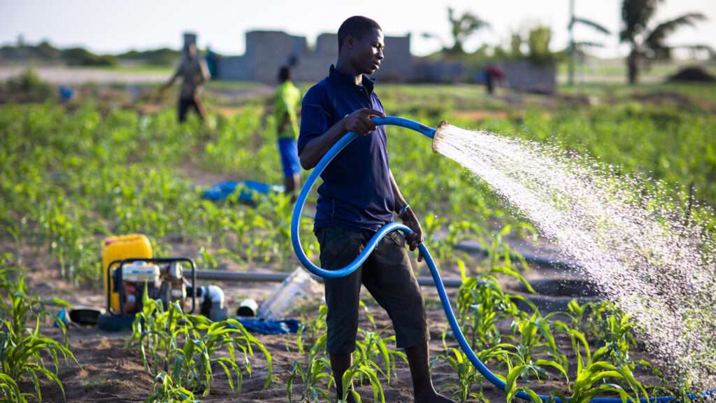 Ghana's agriculture sectors in dire need of skills and education