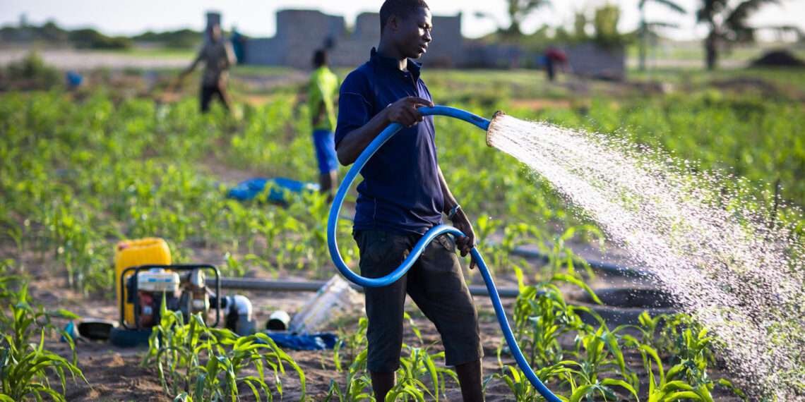 Ghana’s Agriculture Faces Crisis Due To Skills Gap 1 youth employment through agriculture
