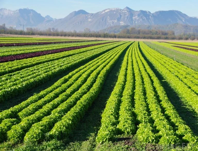 Hectres of land with Food Crops 1