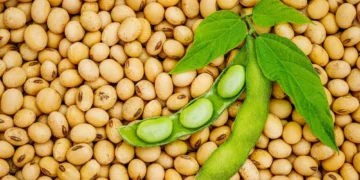 Ghana’s Soybean Farmers Call for End to Export Ban, Demand Policy Reforms