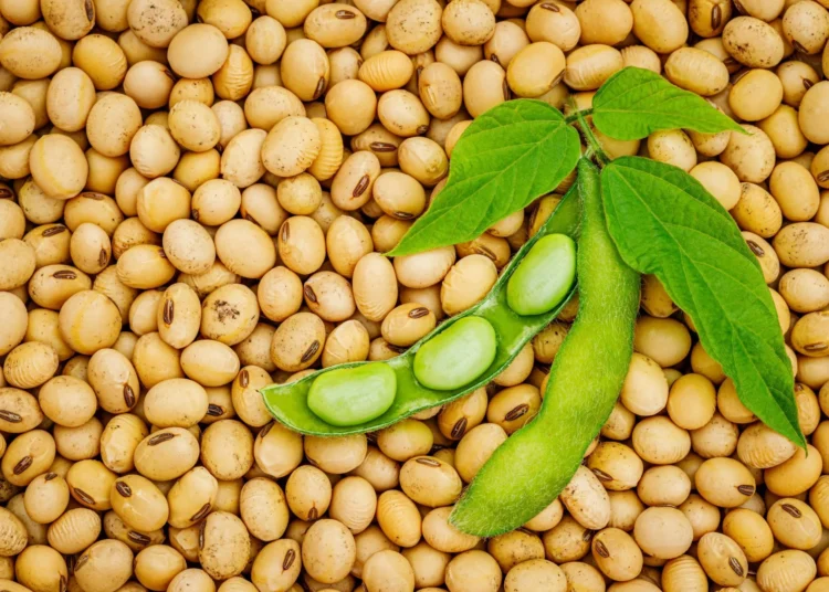 Ghana’s Soybean Farmers Call for End to Export Ban, Demand Policy Reforms 1 Ghana’s Soybean Farmers Call for End to Export Ban, Demand Policy Reforms