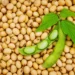 Ghana’s Soybean Farmers Call for End to Export Ban, Demand Policy Reforms