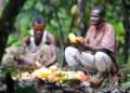 Ghanaian Cocoa Farmers Demand Fair Share of Global Earnings
