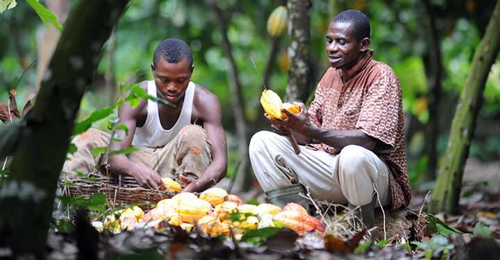 Government Sets Date for New Cocoa Producer Price 1 Cocoa Gold Rush, Farmers’ Empty Pockets: 2025 Cocoa Barometer Exposes Grim Reality Behind Record Prices