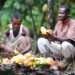 Government Sets Date for New Cocoa Producer Price 14 Cocoa Gold Rush, Farmers’ Empty Pockets: 2025 Cocoa Barometer Exposes Grim Reality Behind Record Prices