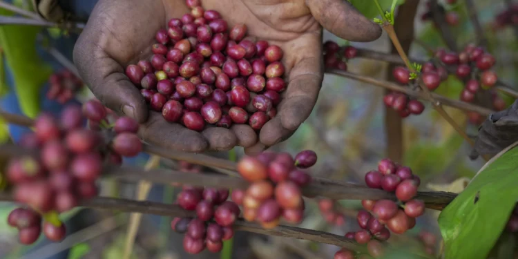 South Sudan Farmers Turn to Excelsa Coffee for Survival