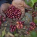 South Sudan Farmers Turn to Excelsa Coffee for Survival