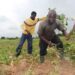 Ghana’s Farm Employment Share Falls to 34.6% as Jobs Shift 15 Farming 1