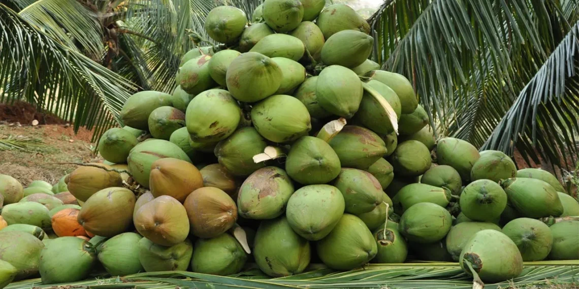 TCDA Spearheads Ghana’s Coconut Industry Through Value Addition and Sustainability