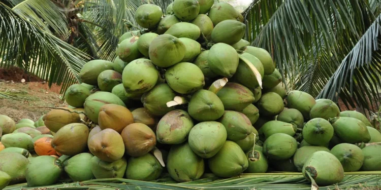 TCDA Spearheads Ghana’s Coconut Industry Through Value Addition and Sustainability