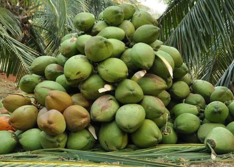 TCDA Spearheads Ghana’s Coconut Industry Through Value Addition and Sustainability 1 TCDA Spearheads Ghana’s Coconut Industry Through Value Addition and Sustainability