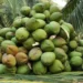 TCDA Spearheads Ghana’s Coconut Industry Through Value Addition and Sustainability