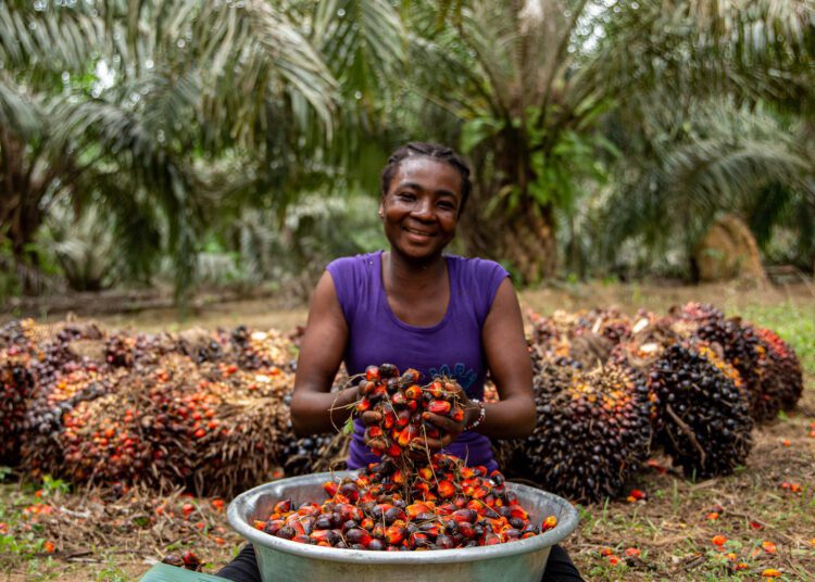 Govt Targets 250,000 Jobs Under $400m Oil Palm Plantation Drive 1 Palm Oil Plantation